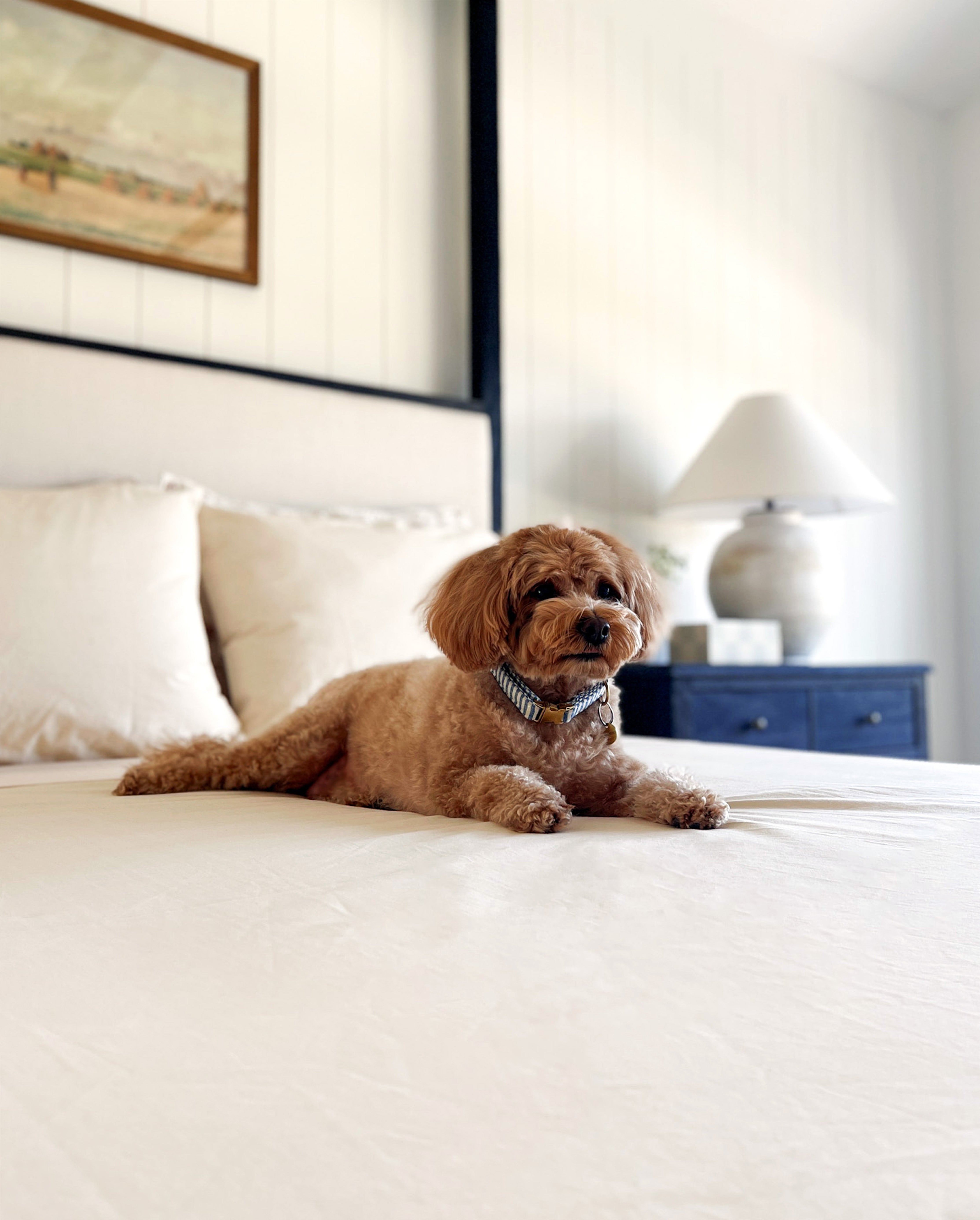 Dog relaxing in bed on a Rustic Cotton A50 Flat Sheet.