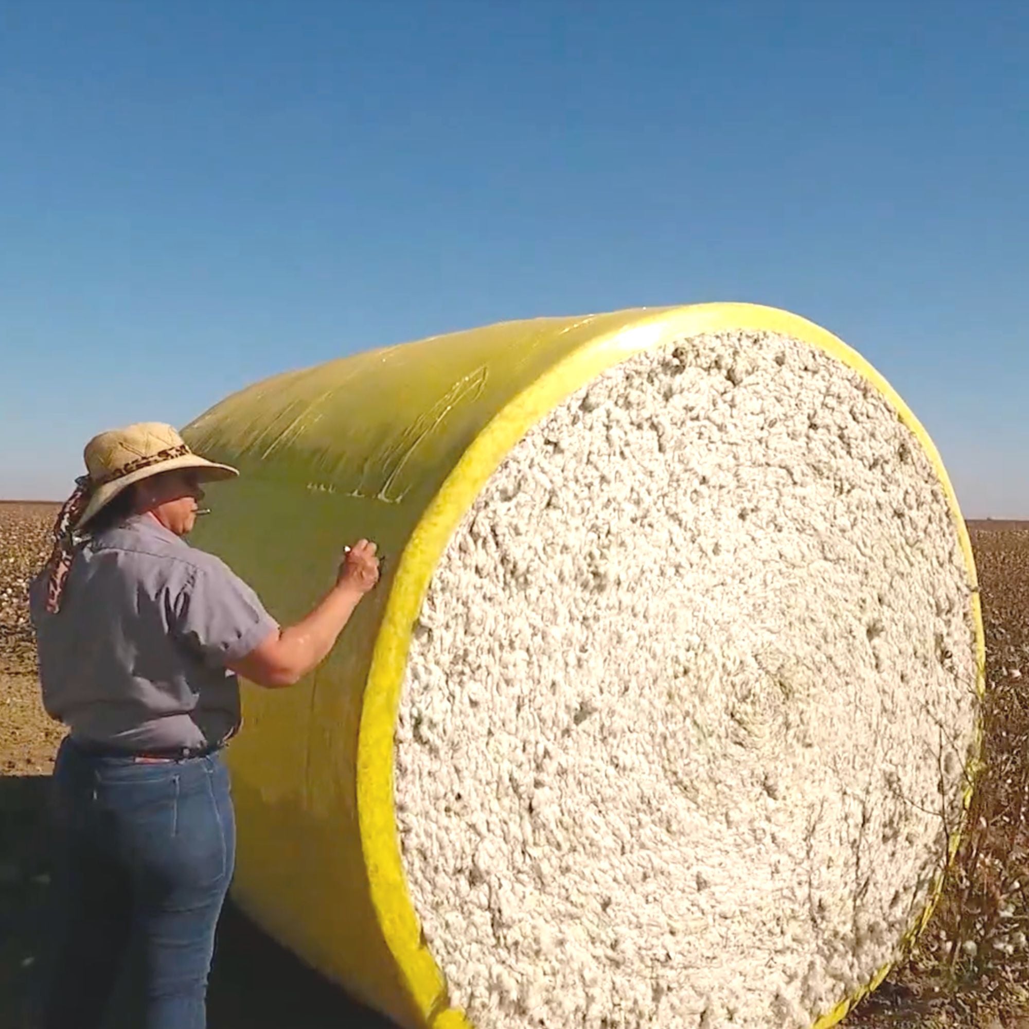 american grown cotton in the field after harvest