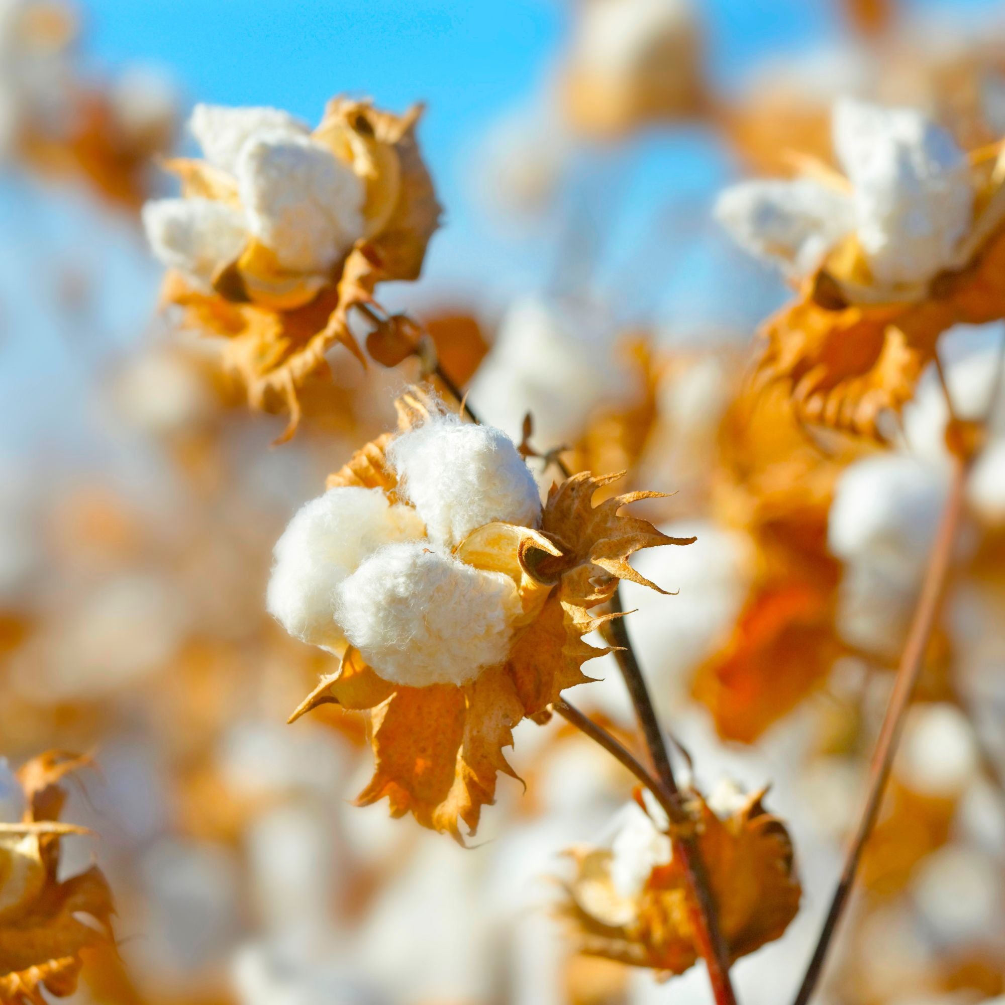 cotton buds at harvest