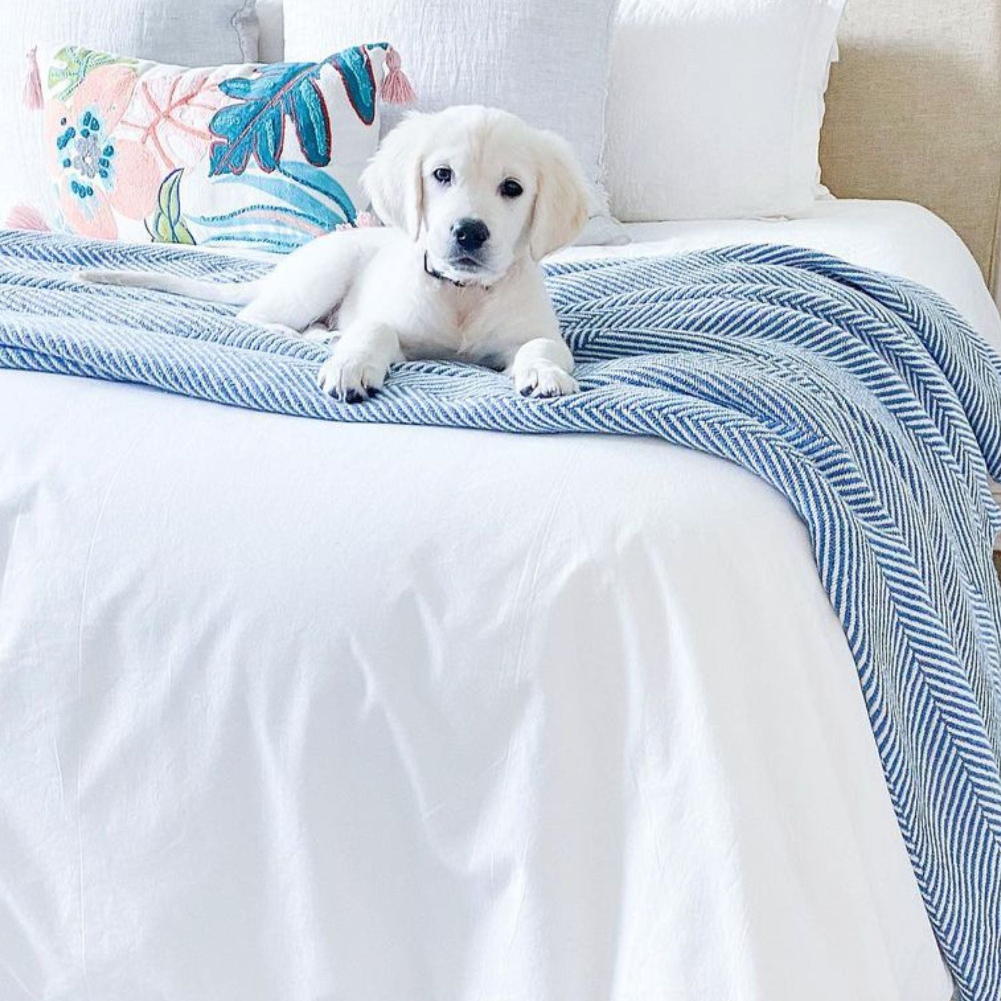 cute golden retriever puppy on a blue cotton blanket