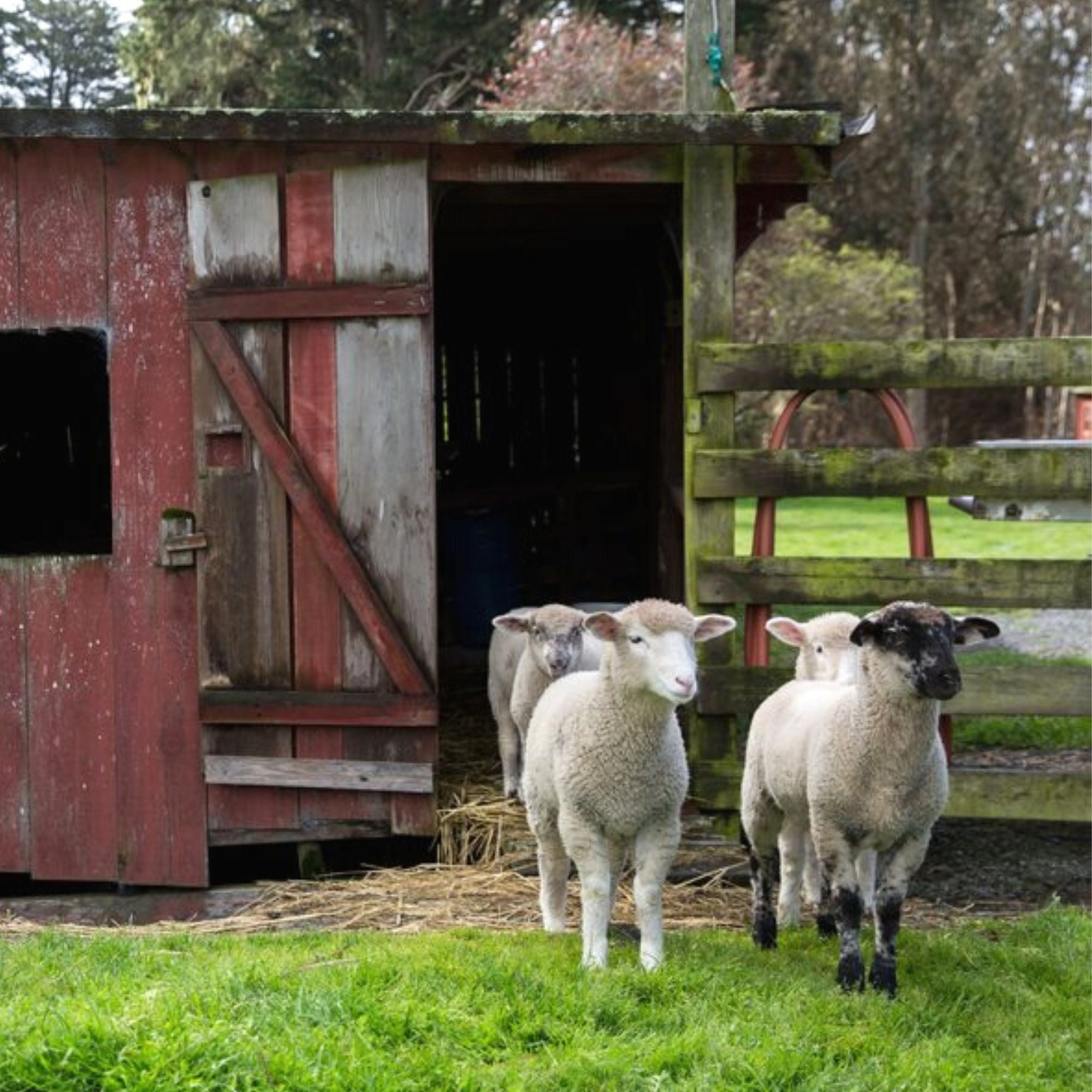 sheep that produce wool for our comforters