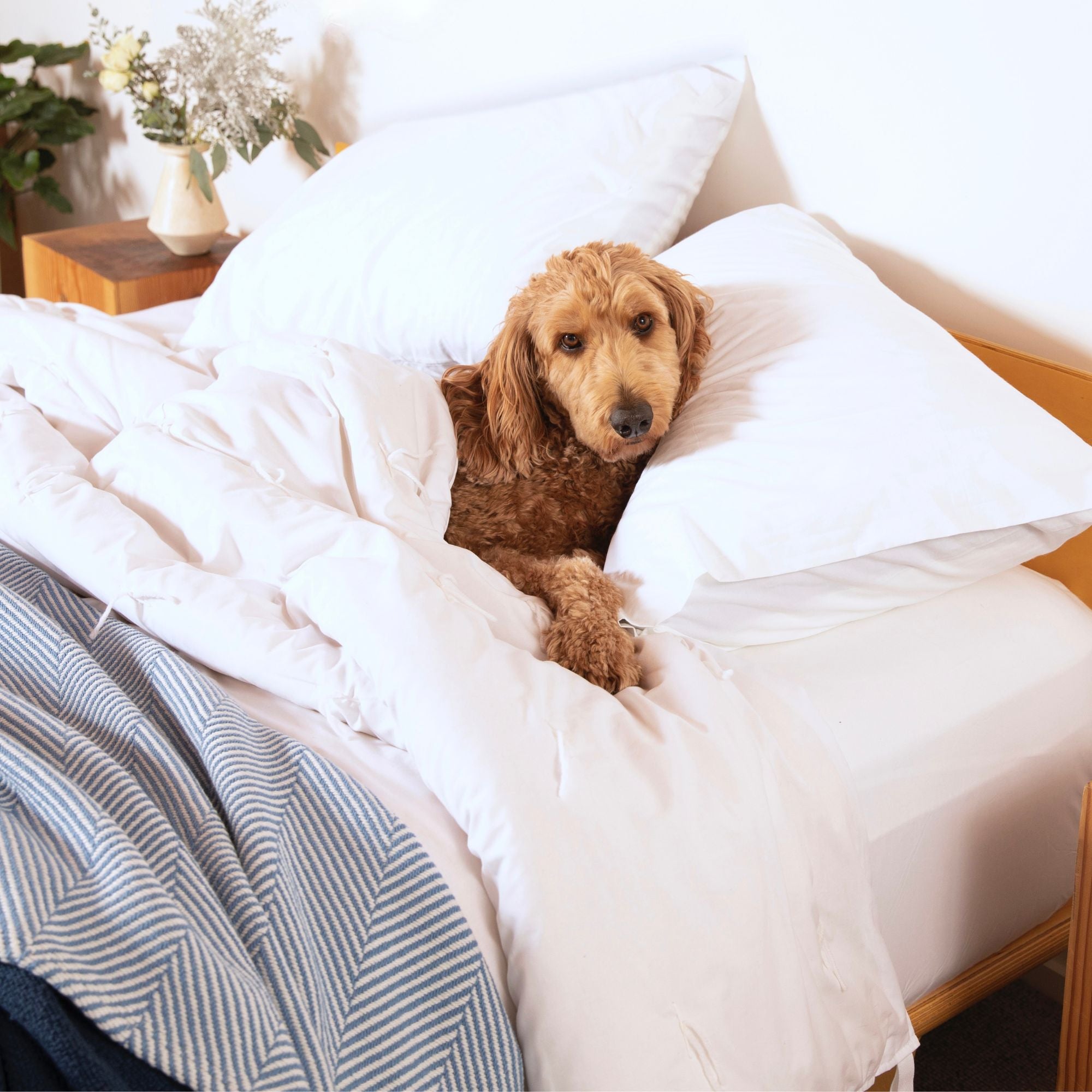 dog laying on percale pillowcases and bed sheets