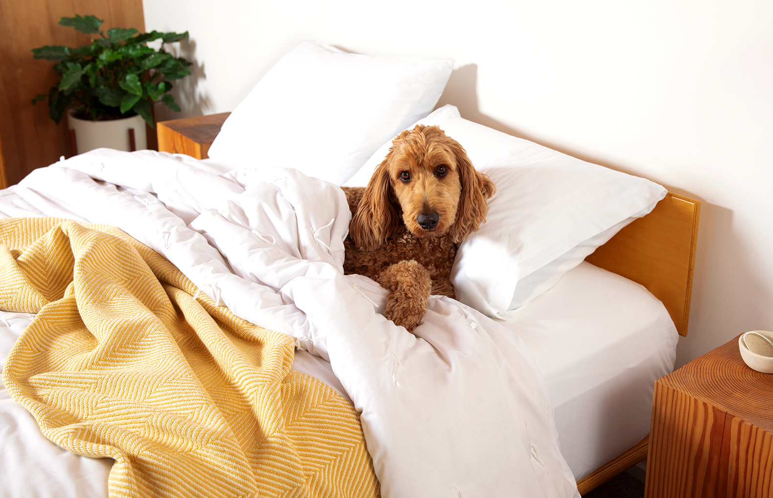 Dog laying on a bed dressed in multiple Authenticity50 bedding products (such as a Heritage Blanket and Envelope Closure Pillowcases).