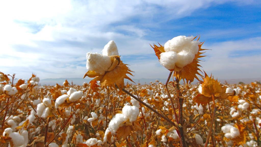What is Pima Cotton?