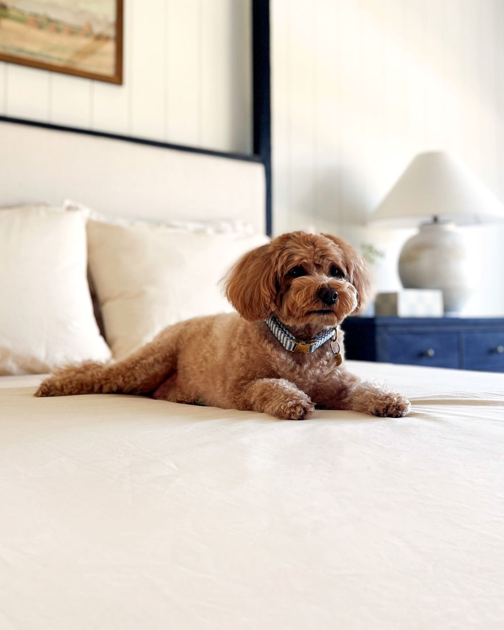 Dog laying in bed, which is made with Authenticity50 Made in USA bedding.