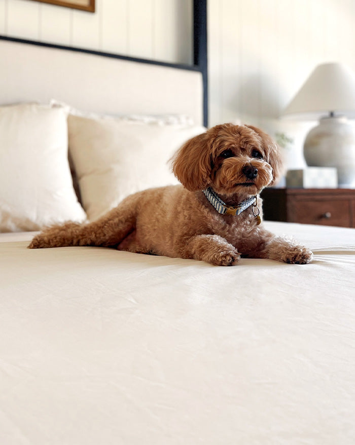 A dog laying on a bed that's dressed in a Rustic Cotton A50 flat sheet.