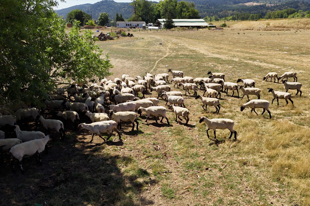 Oregon-raised sheep grazing in a field post-shearing.