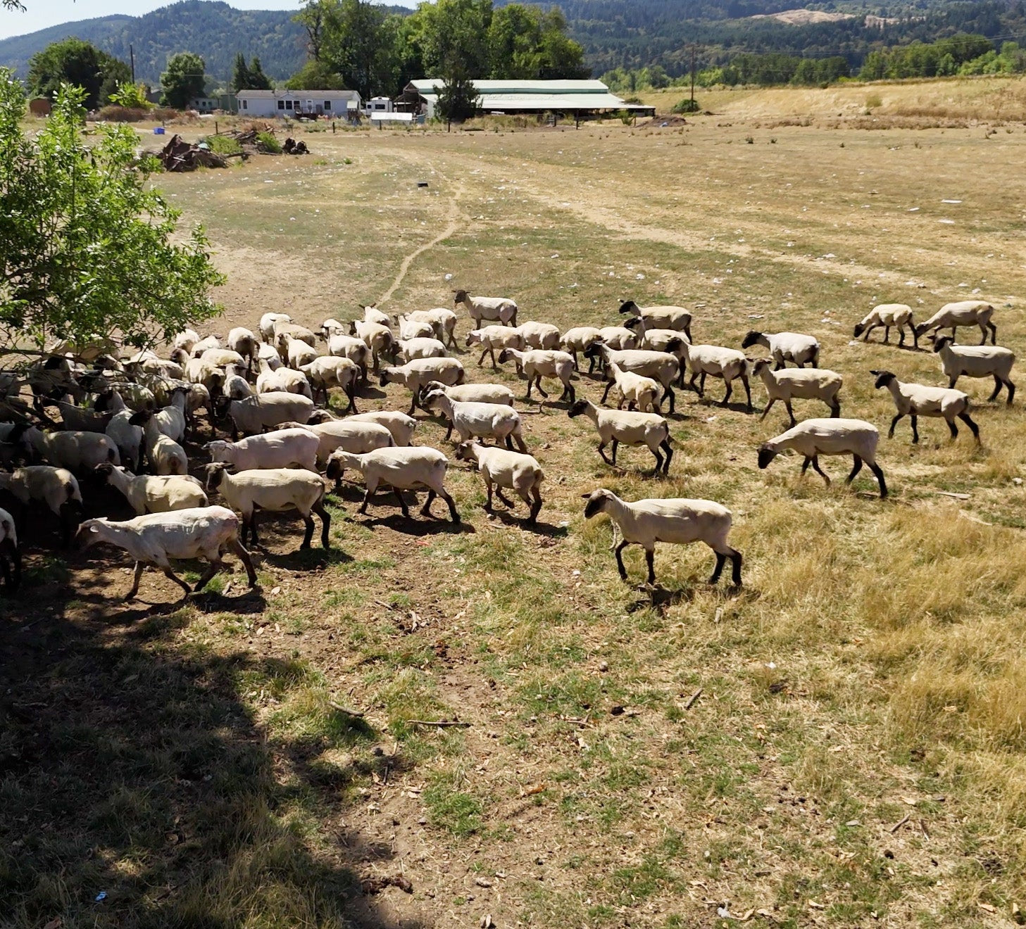Group of sheep in the Pacific Northwest.
