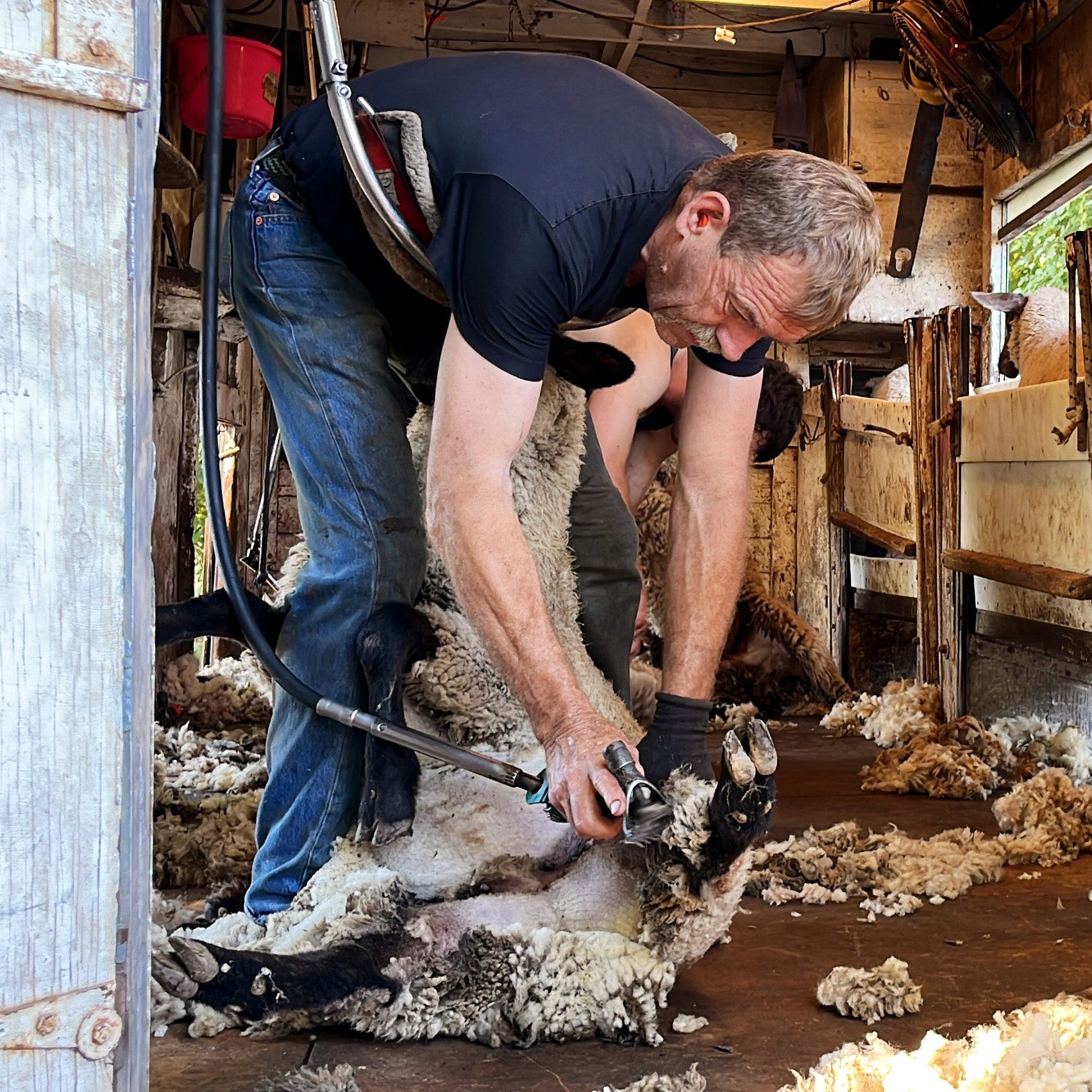 Farmers shearing a flock of sheep.