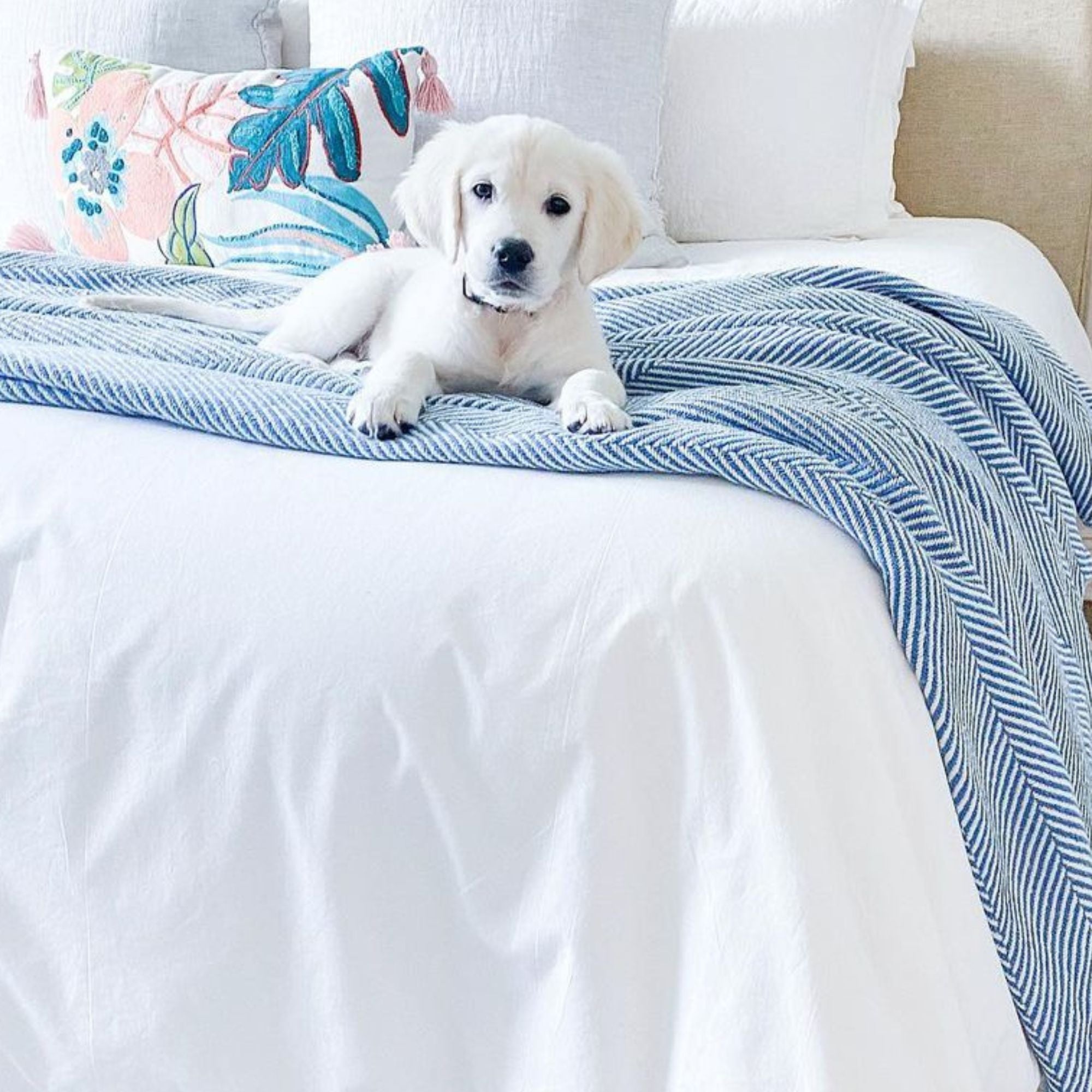 cute golden retriever puppy on a blue cotton blanket