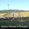 Video showing happy sheep in Oregon in their pasture and getting shorn. 