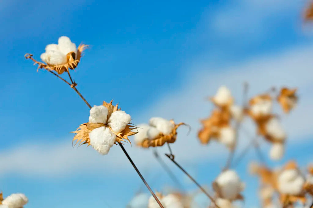 american grown cotton plants